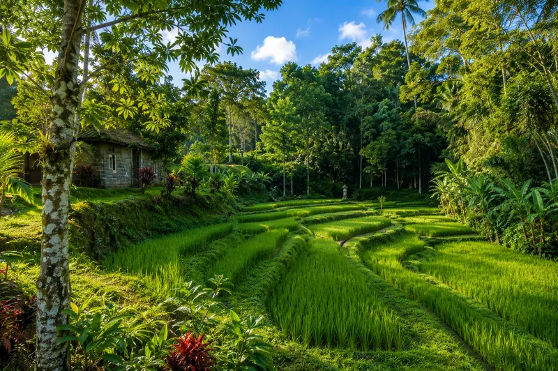 Organic rice field beside Oemah Tepi Sawah in Bali